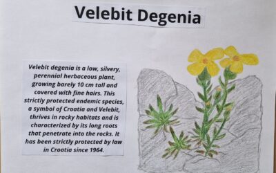 Kviz o Velebitskoj degeniji