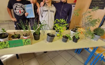 Biljke iz mog kvarta – istraživanje prirode kroz suradničko učenje