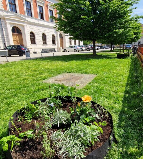 Ljekovite i začinske biljke u školskom vrtu (Little Gardeners, aktivnost eTwinning projekta Earth is our home 2)